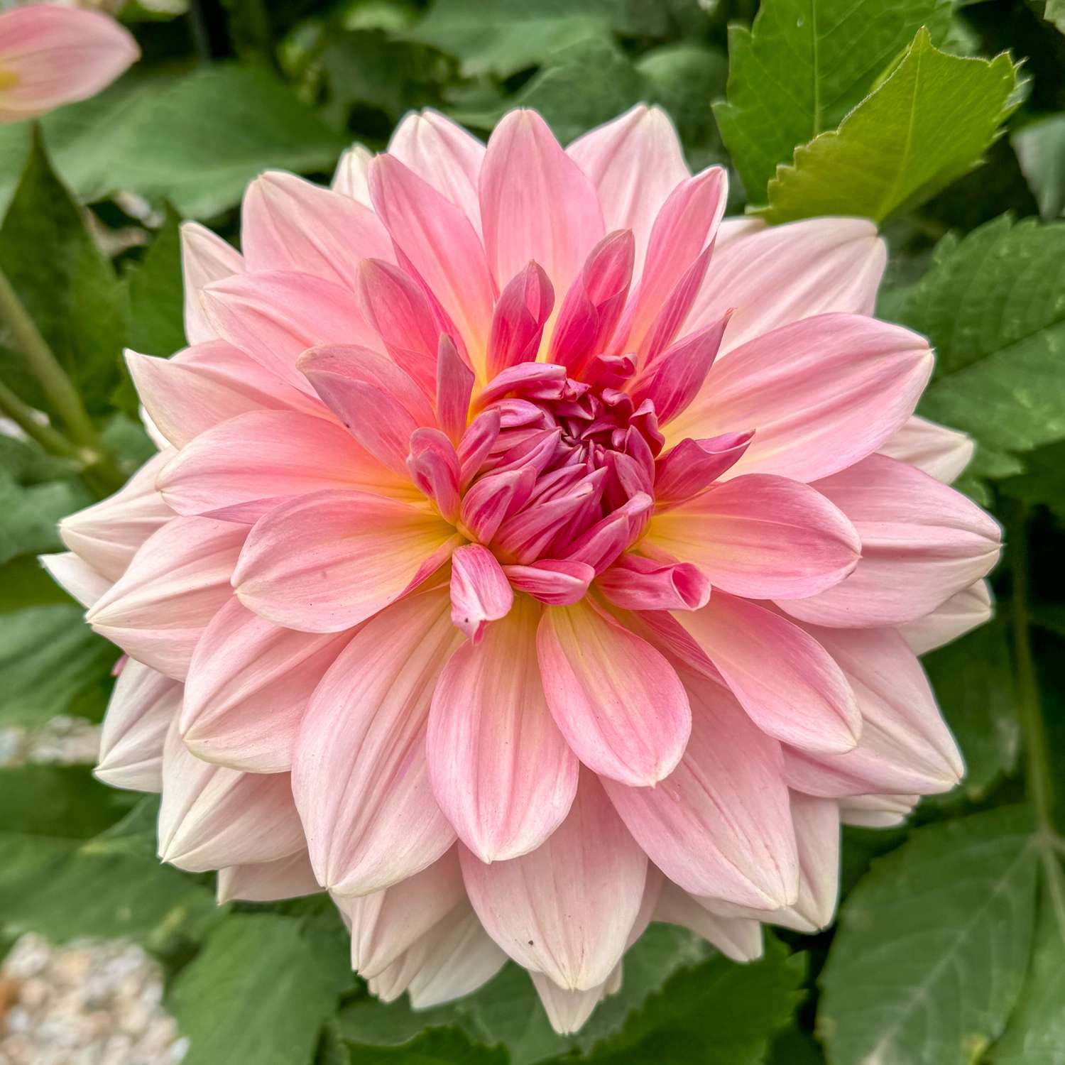 Daalia 'Fairway Pilot'